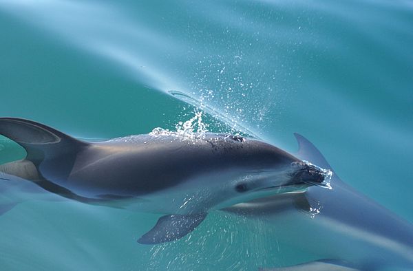 Closeup of dusky dolphin surfacing