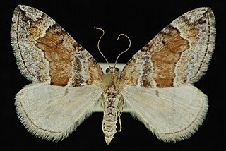 <i>Dysstroma colvillei</i> Species of moth