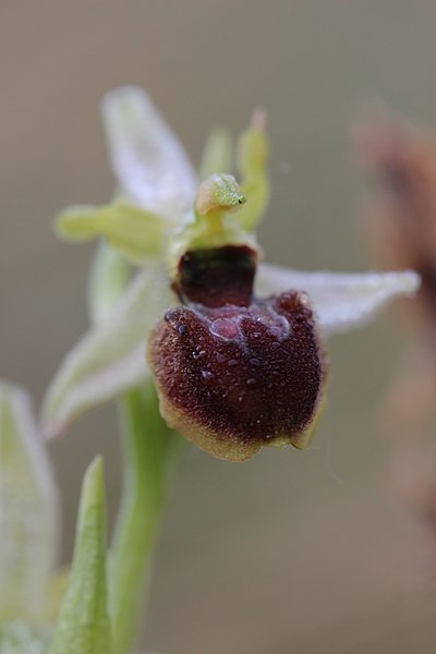 File:Early-Spider Orchid - Ophrys sphegodes - panoramio (5).jpg