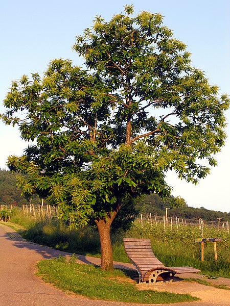 File:Edelkastanie mit Bank am Schlossweg Ecke Buckweg in Merzhausen.jpg