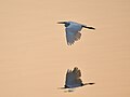 * Nomination: Medium egret (Ardea intermedia) in flight over Harangi Reservoir early morning, Suntikoppa, Coorg --Tagooty 00:34, 18 May 2024 (UTC) * * Review needed