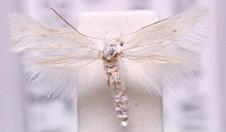 <i>Elachista dimicatella</i> Species of moth