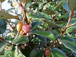 Eleagnus ebbingei.JPG görüntüsünün açıklaması.