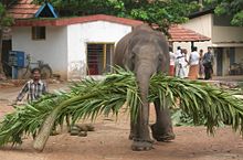 Mahout and his elephant Guruvayoor, Thrissur, Kerala Elephant and Mahout.JPG