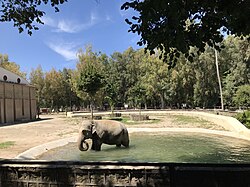 Elefante allo zoo.jpg di Napoli