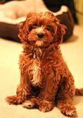 Cavapoo