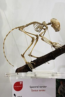 The skeleton of a spectral tarsier, Tarsius spectrum. Em - Tarsius tarsier - 3.jpg