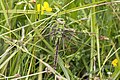 * Nomination Emperor dragonfly (Anax imperator) female --Charlesjsharp 08:51, 19 May 2021 (UTC) * Promotion  Support Good quality.--Lmbuga 13:07, 19 May 2021 (UTC)  Support Good quality. --PsamatheM 20:50, 20 May 2021 (UTC)