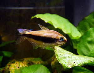 Emperor tetra