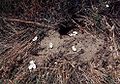Emys orbicularis Tajba eggshell.jpg