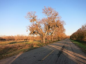 English TX Pasture.JPG