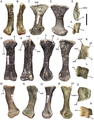 Metatarsals of Eolambia.Left metatarsal II CEUM 35552 (Eo2) in (A) cranial, (B) caudal, (C) lateral, (D) medial, (E) proximal, and (F) distal views. Left metatarsal III CEUM 35413 (Eo2) in (G) cranial, (H) caudal, (I) lateral, (J) medial, (K) proximal, and (L) distal views. Left metatarsal IV CEUM 74599 (Eo2) in (M) cranial, (N) caudal, (O) lateral, (P) medial, (Q) proximal, and (R) distal views. Abbreviations: calf, caudolateral flange that would overlap metatarsal IV; camf, caudomedial flange on contact with metatarsal II; clf, craniolateral flange that would overlap craniomedial knob on metatarsal III; cmf, craniomedial flange that would overlap metatarsal III; cmk, craniomedial knob on metatarsal III; lc, lateral condyle; lk, lateral knob that would fit into medial embayment on metatarsal IV; mc, medial condyle; mem, medial embayment that would receive lateral knob on metatarsal III; MtII, surface for metatarsal II; MtIII, surface for metatarsal III. Scale bar equals 5 cm.