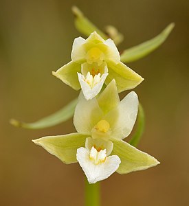 Epipactis palustris var. ochroleuca (Marsh Helleborine)