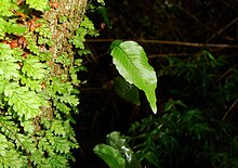 Epiphytic Hymenoglossum cruentum, Valdivia Province, Chile (53138966018).jpg