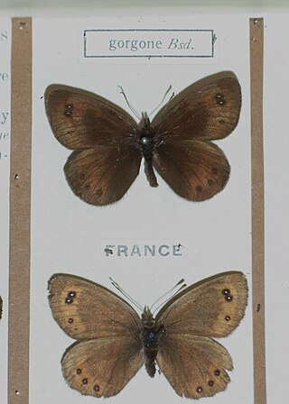 <span class="mw-page-title-main">Gavarnie ringlet</span> Species of butterfly