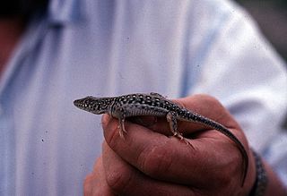<i>Eremias strauchi</i> Species of lizard