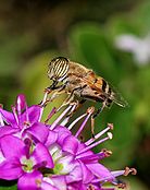 Eristalinus taeniops (Syrphidae)