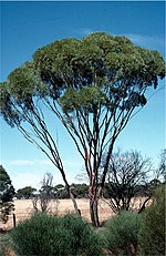 Eucalyptus kochii üçün miniatür