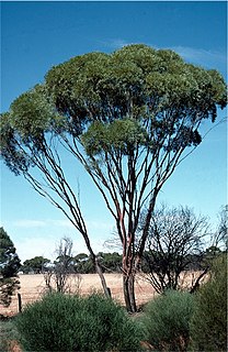 <i>Eucalyptus kochii</i> Species of eucalyptus