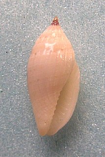 <i>Eucithara conohelicoides</i> Species of gastropod