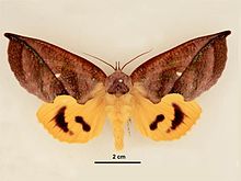 Eudocima aurantia female dorsal.jpg