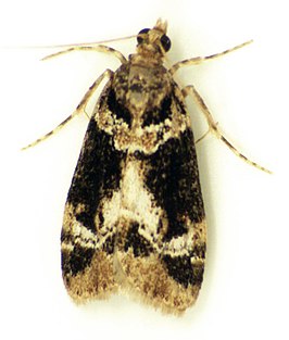 Eudonia zophochlaena