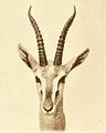 Mongalla gazelle