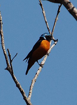 Euphonia elegantissima J. R. Oldenettel1.jpg