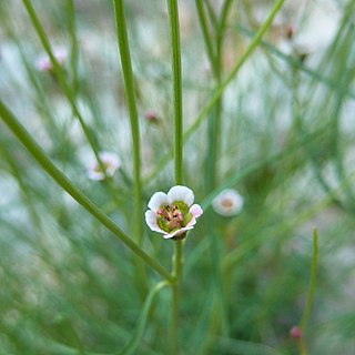 <i>Euphorbia aaron-rossii</i> Species of flowering plant