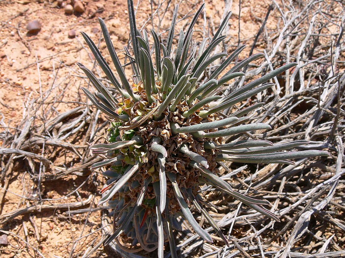 Euphorbia clandestina