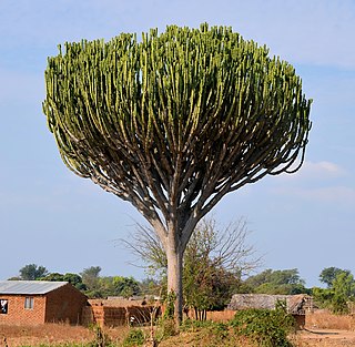 <i>Euphorbia ingens</i> Species of plant in the family Euphorbiaceae