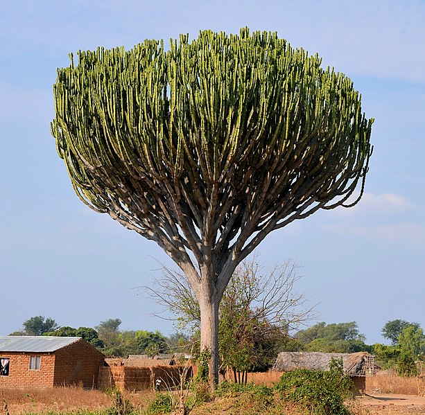 File:Euphorbia ingens (habitus), crop.jpg