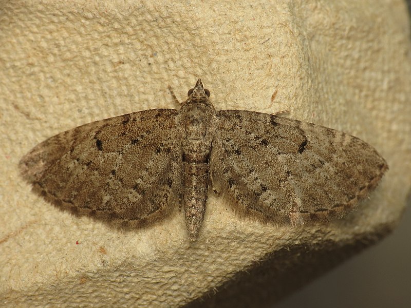 File:Eupithecia intricata (14262952431).jpg