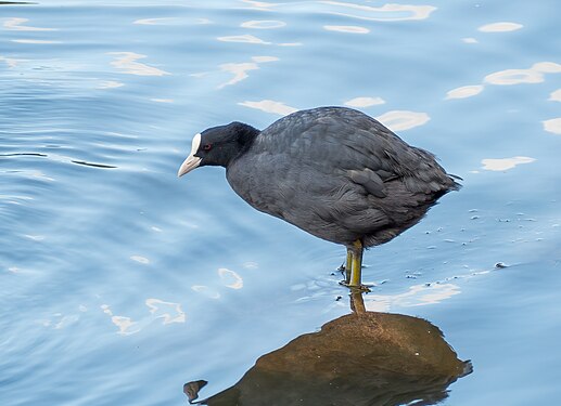 Eurasian coot, Djurgarden