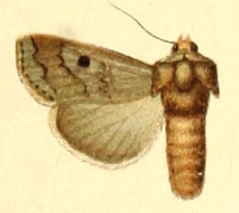 Rhyacia quadrangula