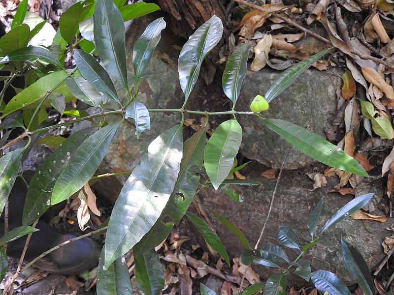 File:Excoecaria oppositifolia var.crenulata-1-mundanthurai-tirunelveli-India.jpg