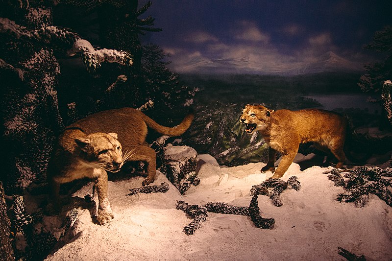 File:Exposición Chile Biogeográfico, Museo Nacional de Historia Natural.jpg