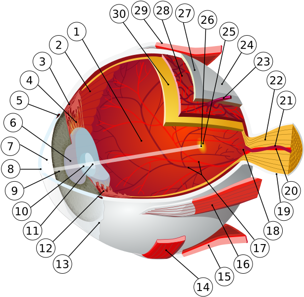 File:Eye-diagram.svg