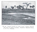 FMIB 35254 Natural growth of 'coon oyster' clusters between tide lines in South Carolina.jpeg