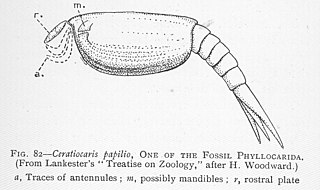 <i>Ceratiocaris</i> Extinct genus of crustaceans