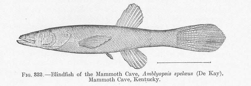 File:FMIB 51869 Blindfish of the Mammoth Cave, Amblyopsis spelaeus (De Kay), Mammoth Cave, Kentucky.jpeg