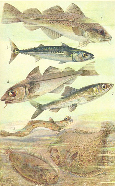 File:FMIB 53689 Poissons.jpeg