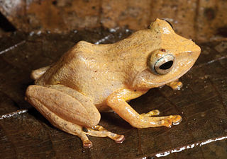 <span class="mw-page-title-main">Polillo forest frog</span> Species of amphibian