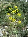 Ferula