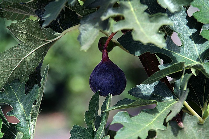 File:Ficus afghanistanica 2.jpg