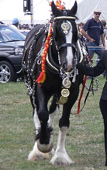 Horse Harness Brass