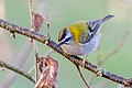 * Nomination A male common firecrest (Regulus ignicapilla). --Alexis Lours 17:00, 28 January 2024 (UTC) * Promotion  Support Good quality. --Charlesjsharp 10:18, 29 January 2024 (UTC)