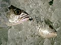Ikan dibungkus dengan es