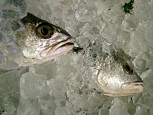 Fisk oppbevart i is.