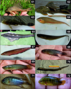 Photographs of several fish, including a couple of catfishes and some flattened bottom-feeding armored catfishes resembling plecostomus.